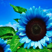 Blue Sunflower Seeds