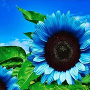 Dark Blue Sunflower Seeds