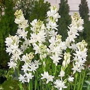 Vibrant Tuberose Seeds