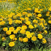 Safari Yellow Marigold Seeds