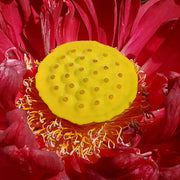 Red Sacred Lotus Seeds