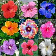 Pink Seeds, Purple & Blue Mix Hibiscus