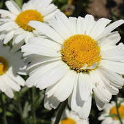 Butterfly Wildflower Mix Gemalten Daisy Seeds