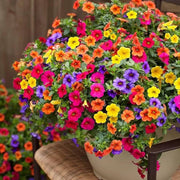 Mixed Rainbow Color Petunias Seeds