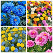 Blue and Yellow Marigold Seeds