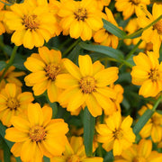 French Disco Yellow Marigold Seeds