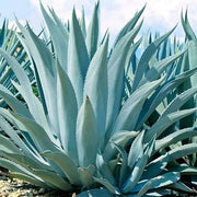 Havardiana Agave Seeds, Herbal