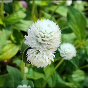 Higro White Gomphrena Seeds
