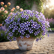 Blue and White Petunia Seeds