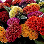 Long Bloom Season Celosia Seeds