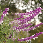 Leucantha Salvia Seeds