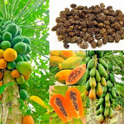 Red Lady Papaya Seeds