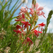 Red Gaura Seeds