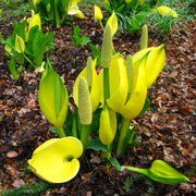 Lysichiton Americanus Skunk Cabbage Seeds