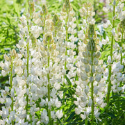 White Lupine Seeds