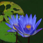 Lotus Seeds - for Home Gardens Seeds