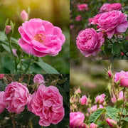 Pink Damascus Rose Seeds