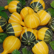 Goblin Eggs Gourd Seeds