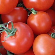 Homestead Tomato Seeds