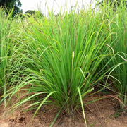 Tall Aromatic Lemongrass Seeds, Herbal
