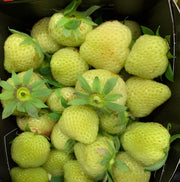 Green Strawberry Seeds