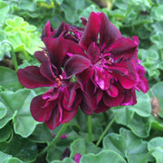 Dark Burgundy Geranium Seeds