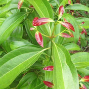 Aromatic Spice Cinnamon Seeds, Herbal