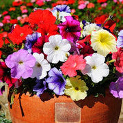 Mixed Rainbow Color Petunias Seeds