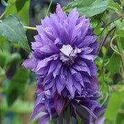 Double Purple Clematis Seeds