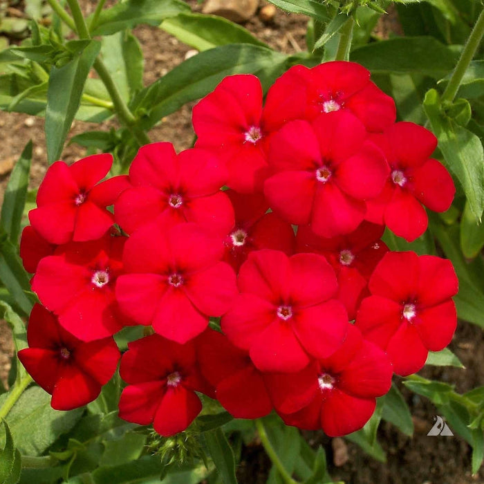 Red Phlox Seeds