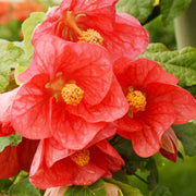 Hybridum Abutilon Seeds
