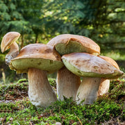 Brown Mushroom Seeds