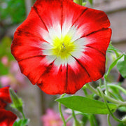 Dwarf Red Ensign Morning Glory Seeds