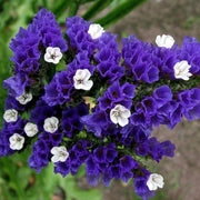 Limonium Statice Seeds