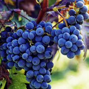 Concord Grape Seeds