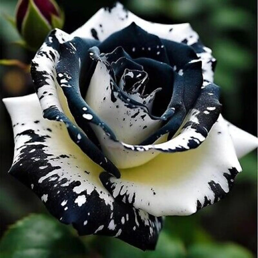 Black and White Rose Seeds