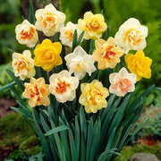 Mixed Daffodil Seeds