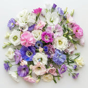 Elegant Lisianthus Seeds
