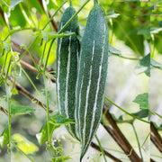 Long Green Dipper Gourd Seeds