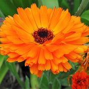 Pacific Beauty Orange Calendula Seeds