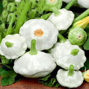White Patisson Squash Seeds