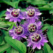 Purple Maypop Passion Seeds
