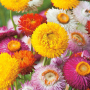 Mixed Helichrysum bracteatum Seeds