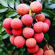 No Mai Tsze Lychee Seeds