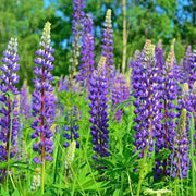 Wildflower Purple Lupine Seeds