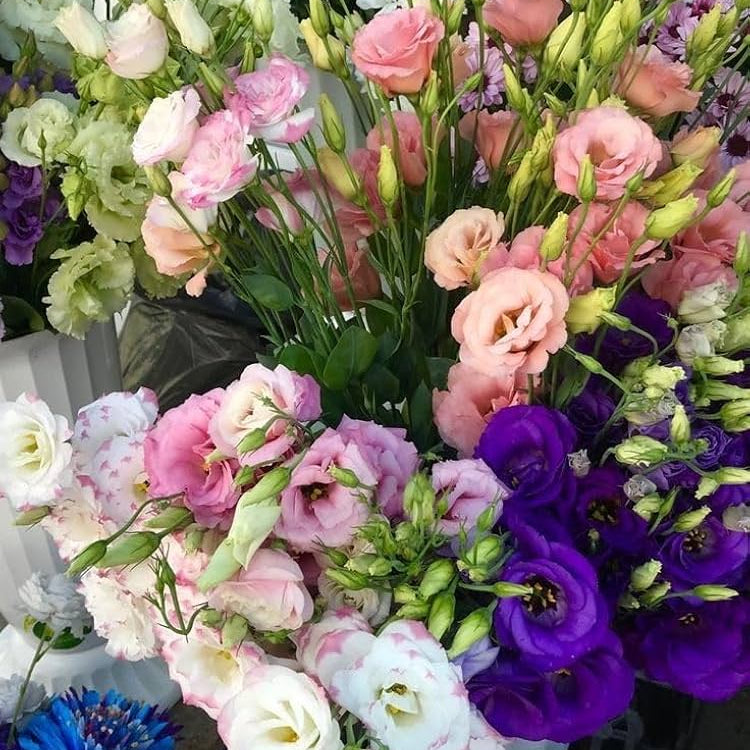 Elegant Lisianthus Seeds