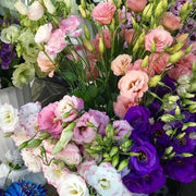 Elegant Lisianthus Seeds