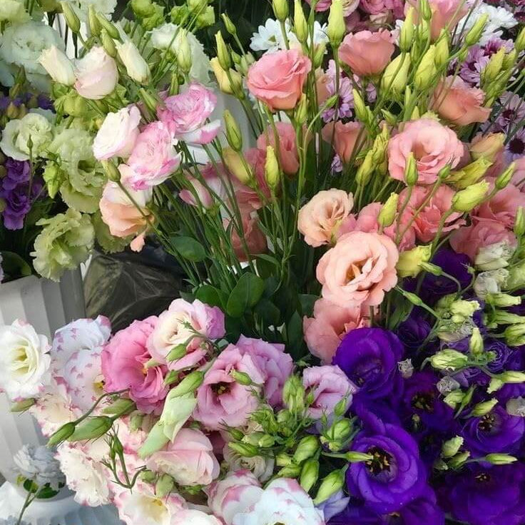 Floral Mix Lisianthus Seeds
