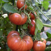 Cherokee Tomato Seeds