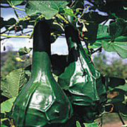 Caveman's Club Gourd Seeds